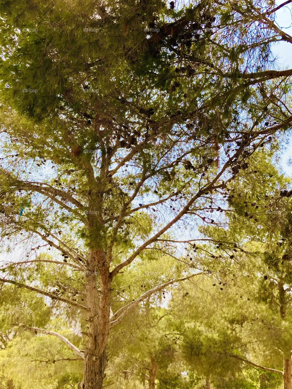 Tree 🌳
