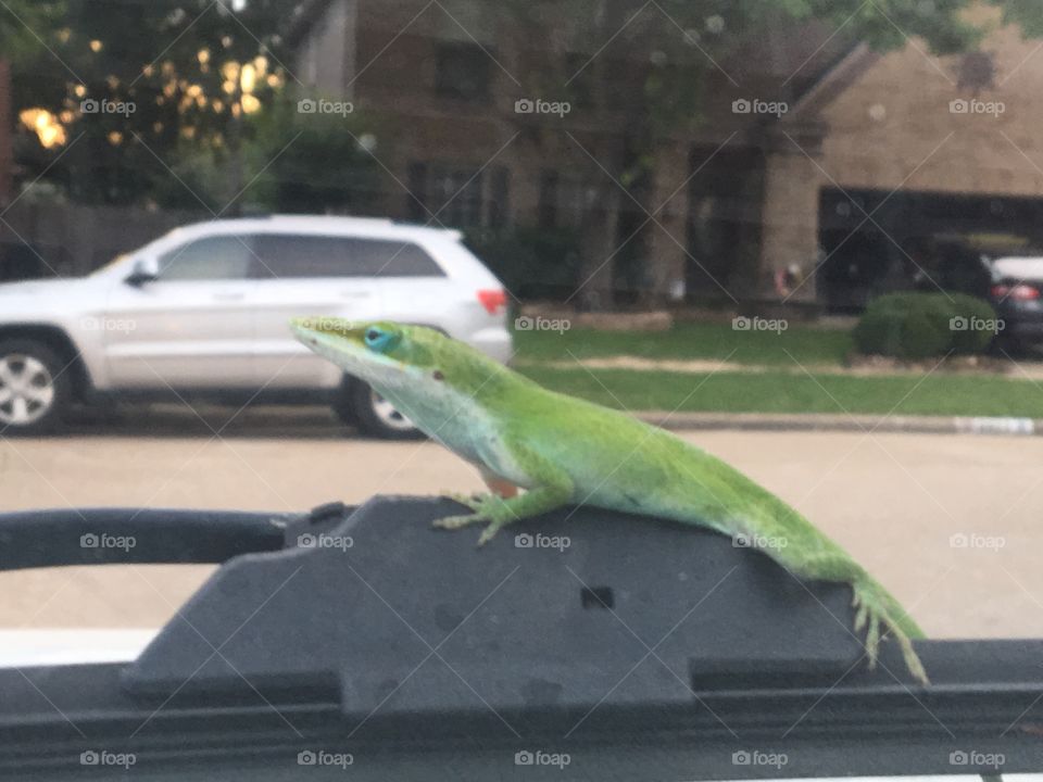 Lizard taking a ride