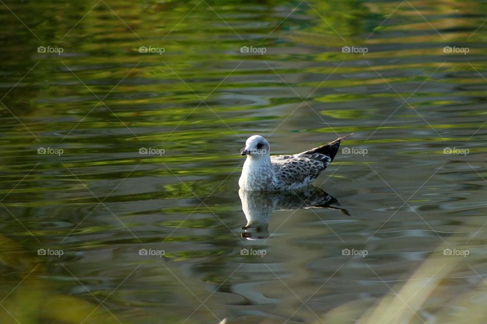 Seagull