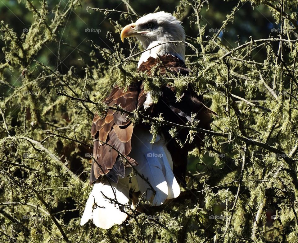 Bald eagle