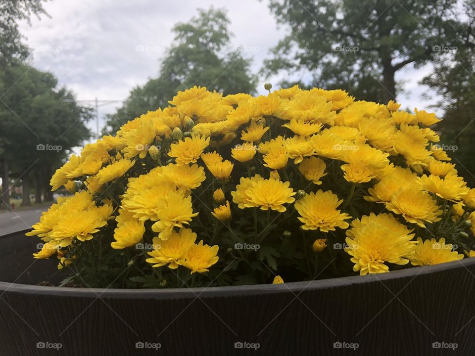 Yellow mum flowers