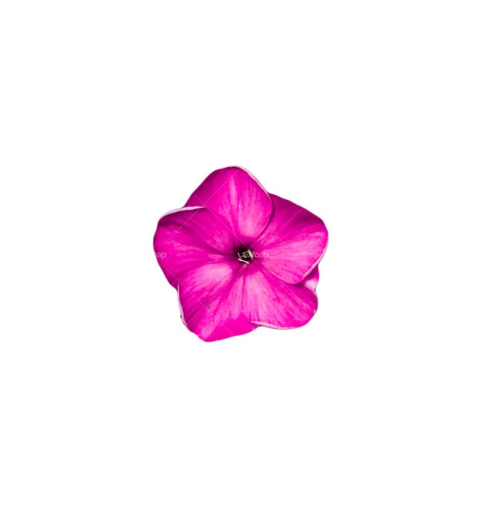 Purple flower isolated from the other one