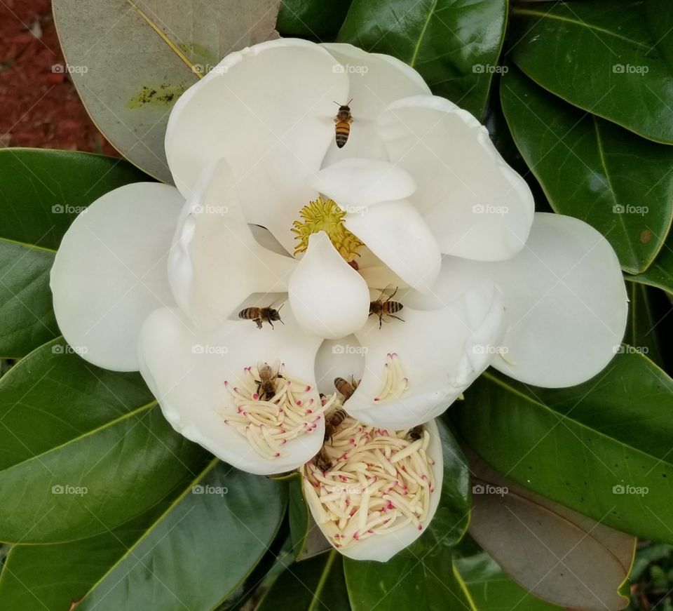 magnolia & bees