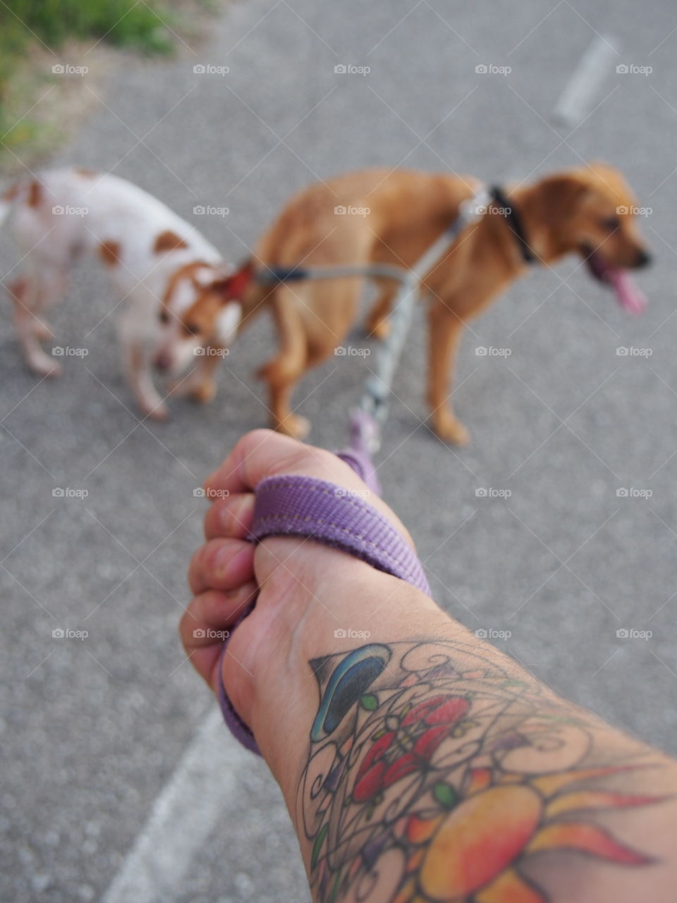 walking with dogs