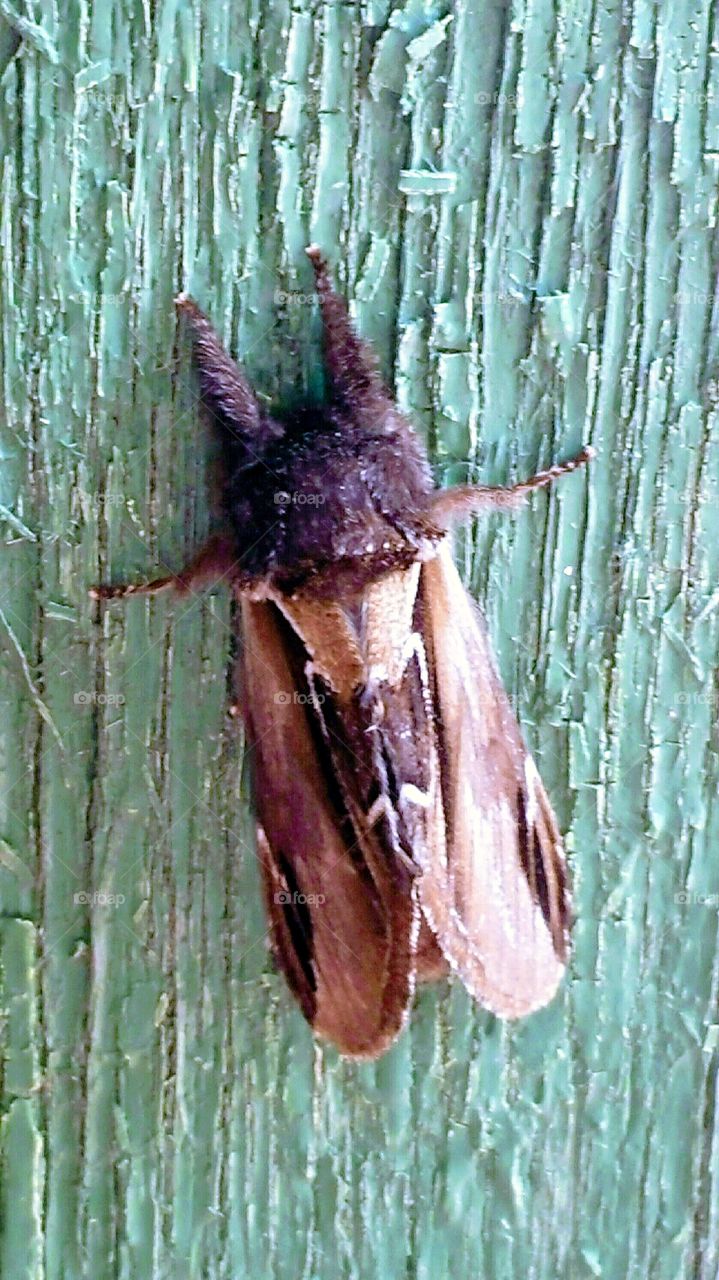 Resting Moth