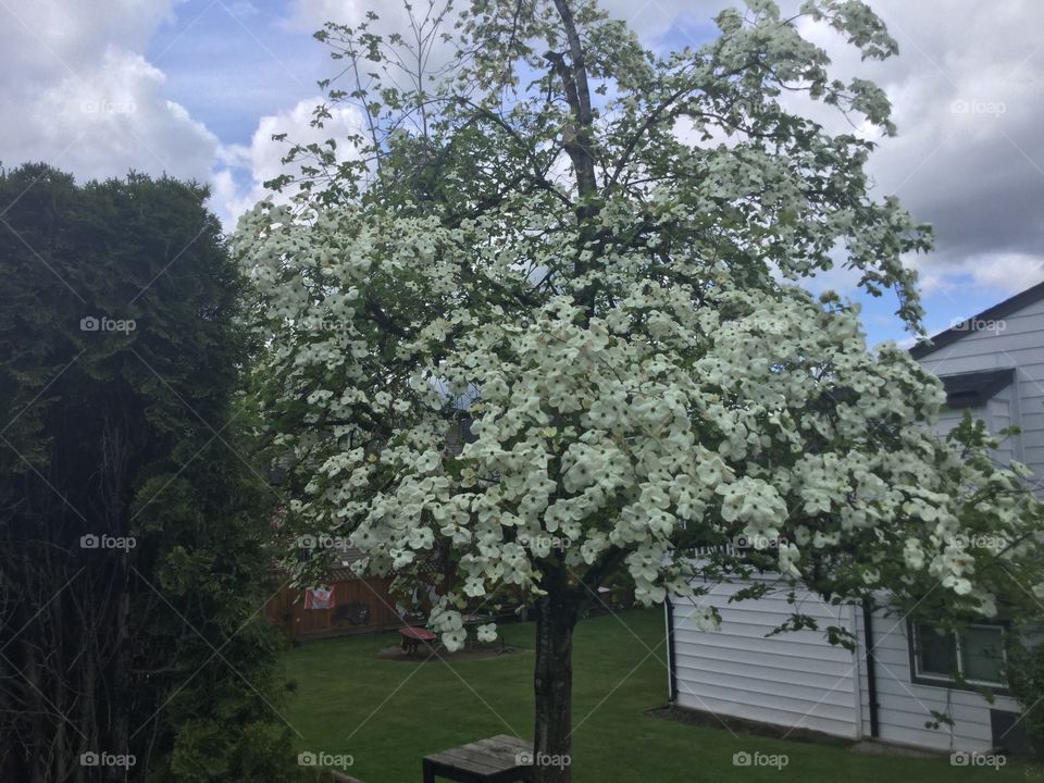 White Cherry Tree with Flowers Blooming in the Springtime 