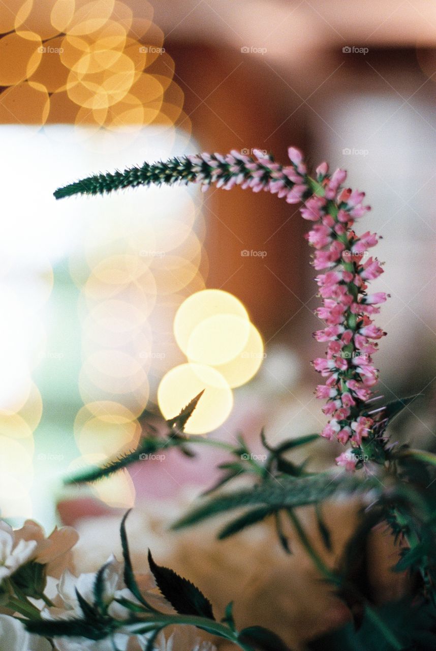 Pink flower with bokeh