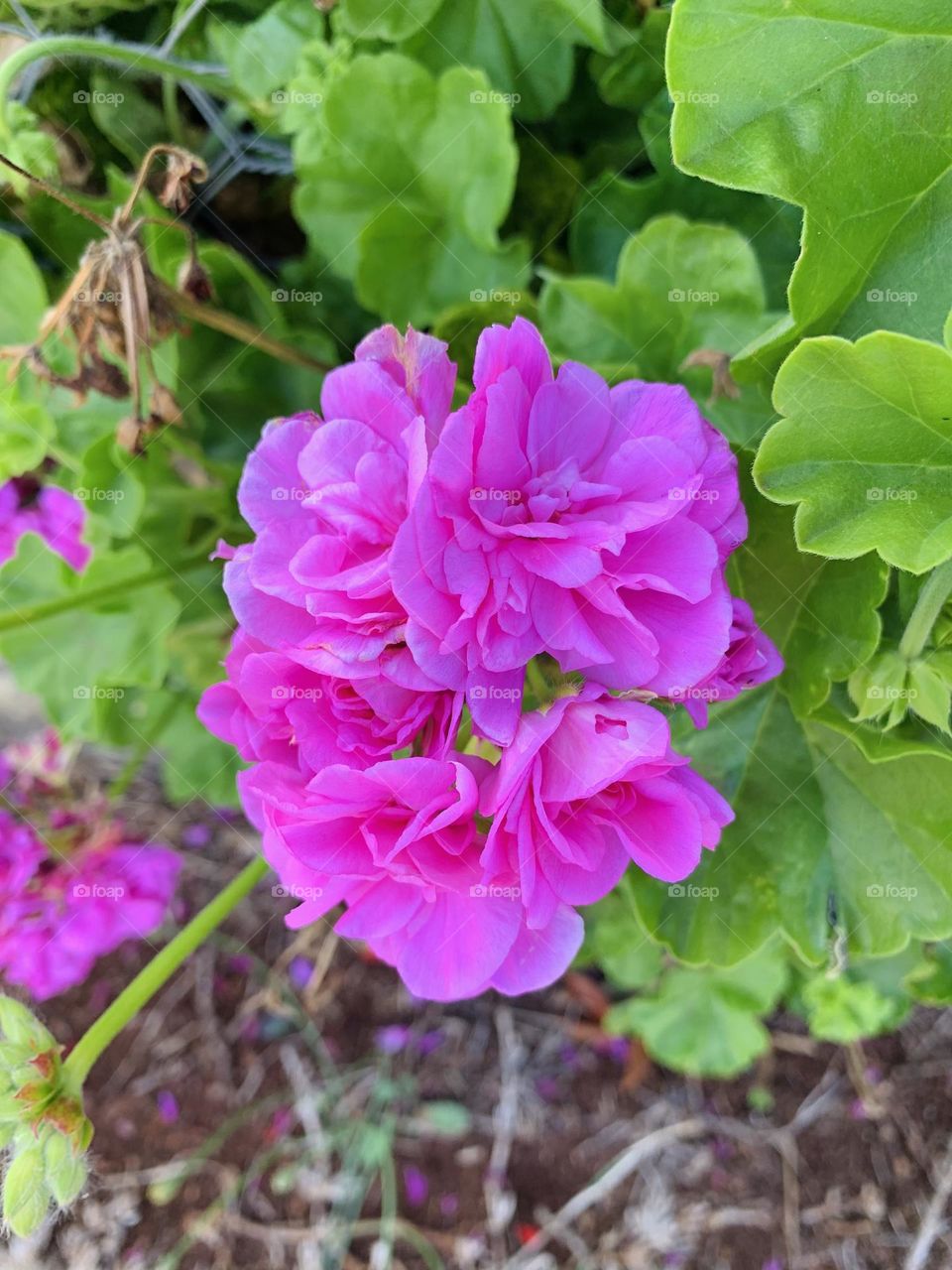 “When flowers start to bloom after you take care of them, they keep you in a happy mood.”~S.Gibson