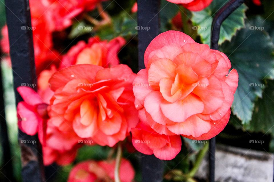 Close-up of a flower plant