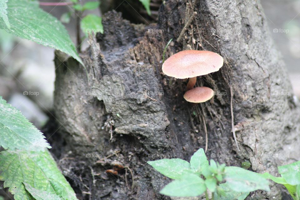 Mushrooms on dead palm