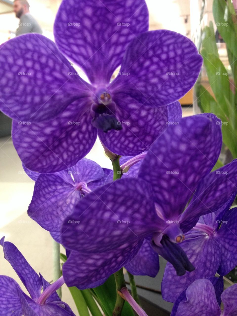 Vanda Orchids