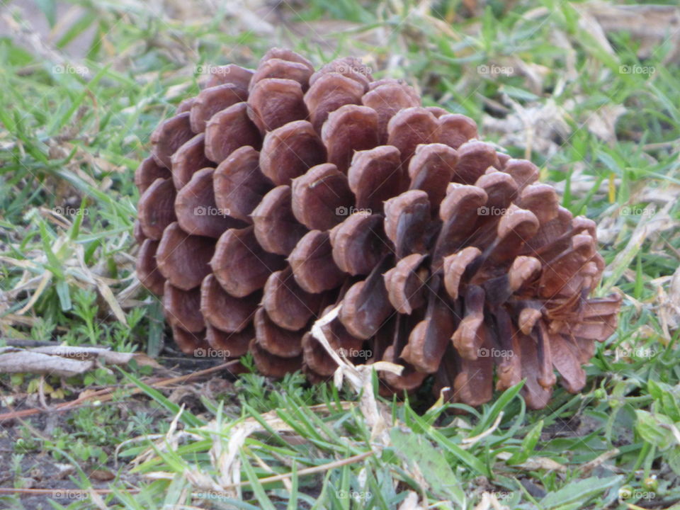 Pine cone