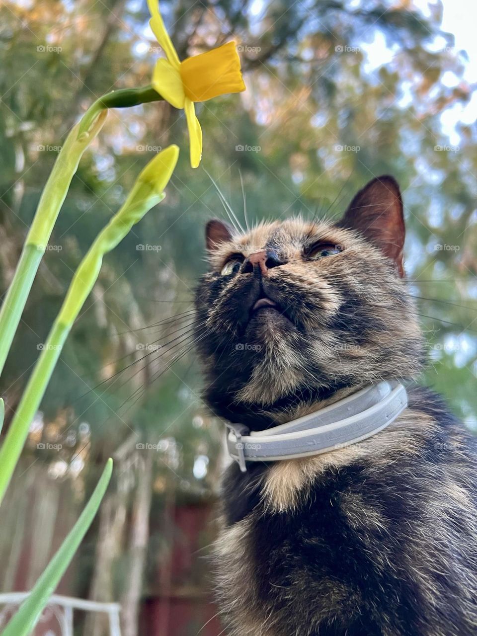 Kitty Looking At A Daffodil 
