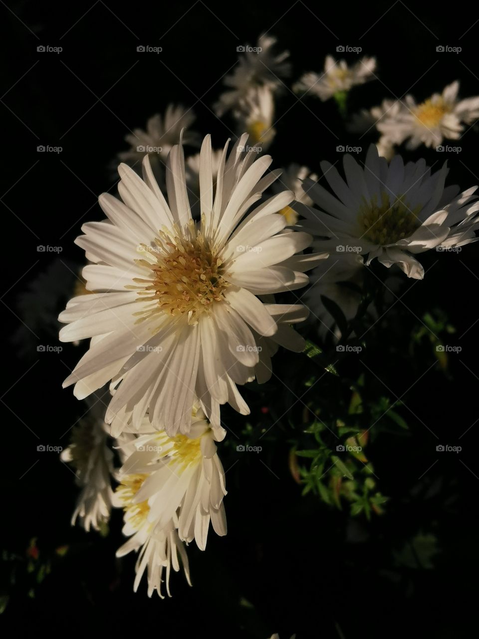 Flowers in the garden