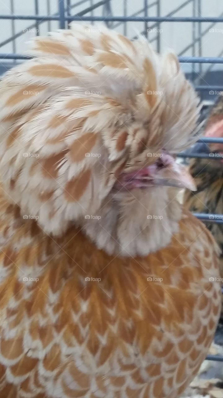 Fluffy Chicken