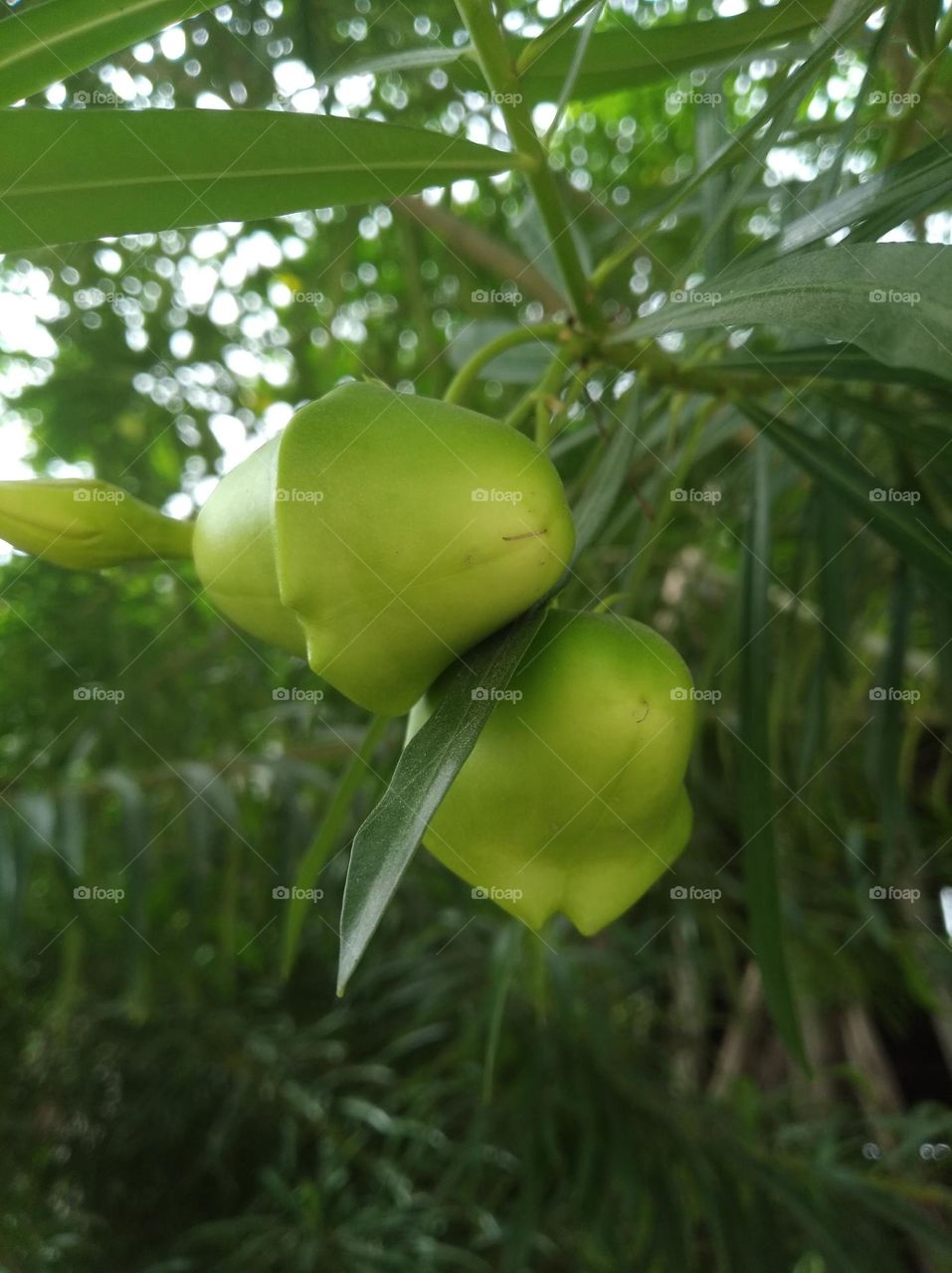 green shurb with fruit, small size shurb looks very beautiful generally found everywhere