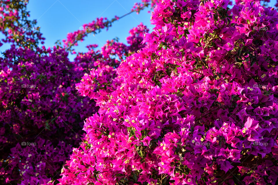 Bougainvillea flower in ibiza