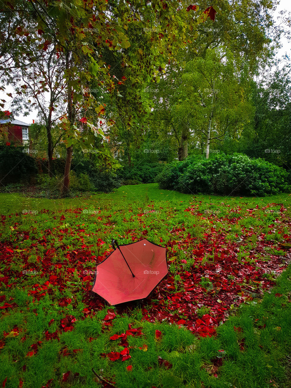 Fall time...red leaves