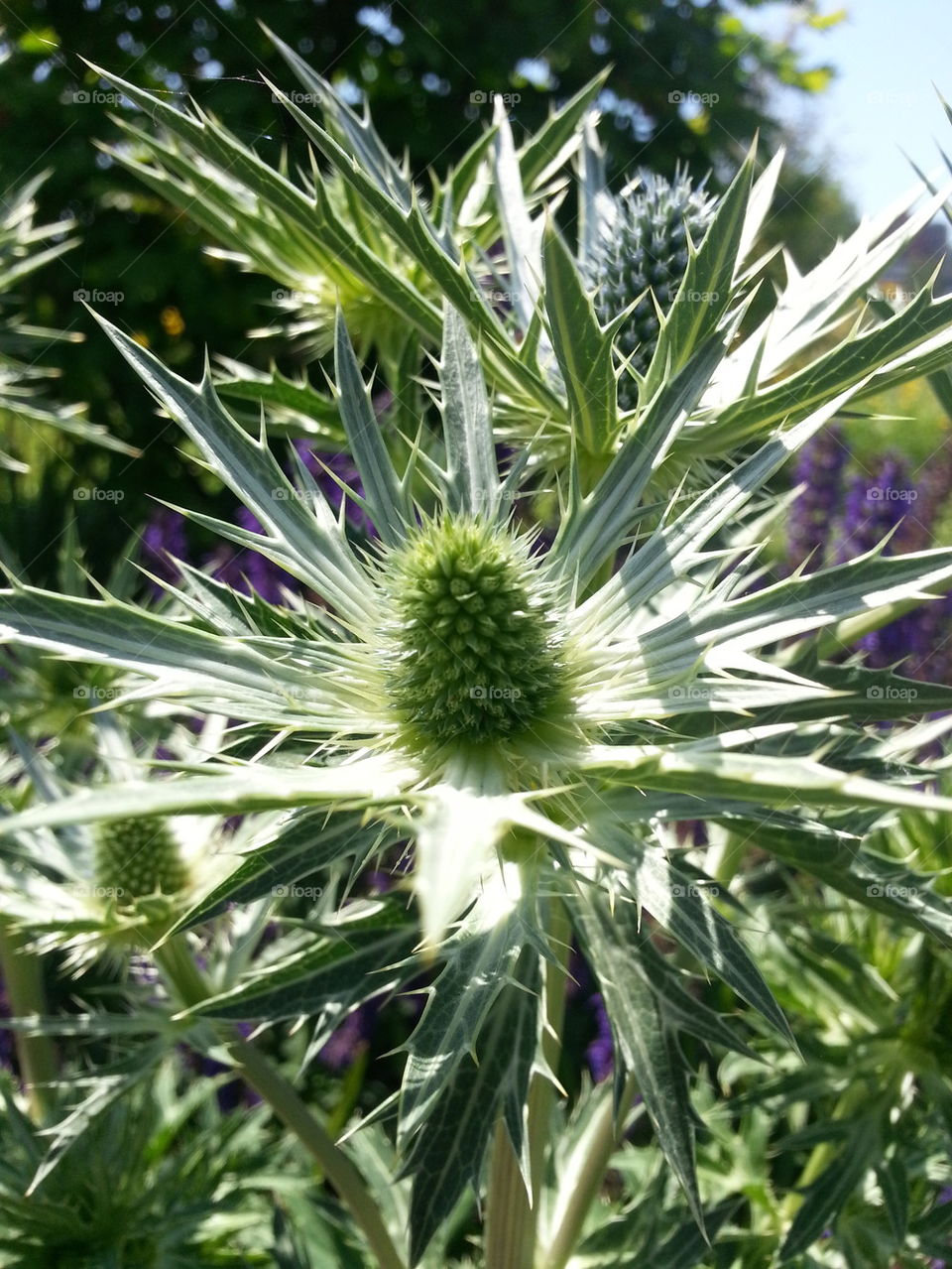 Pre-blooming Thistle
