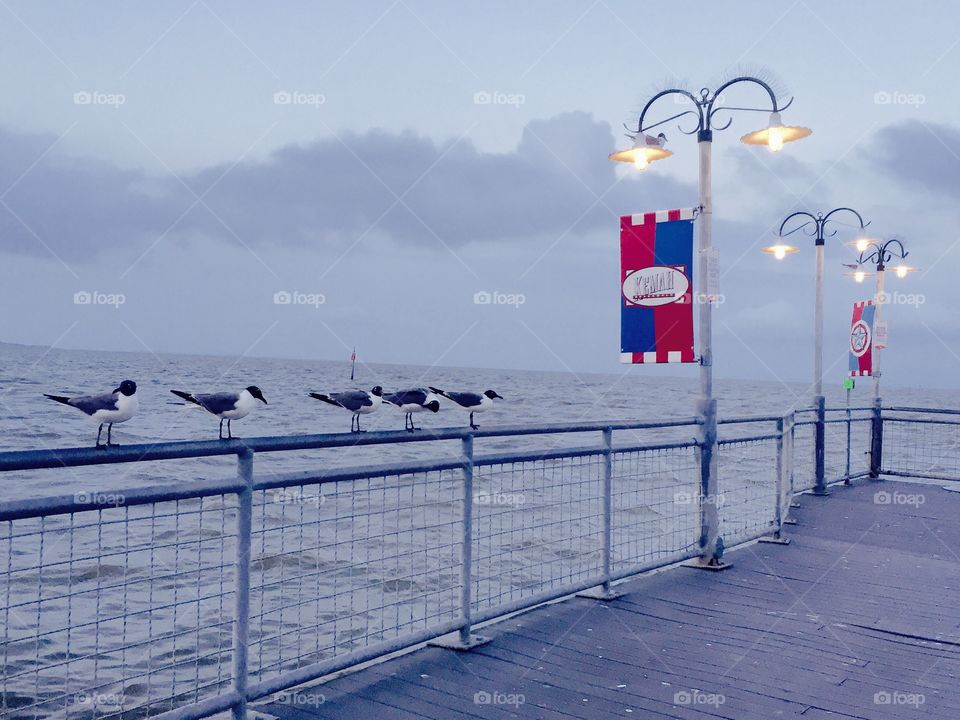 5 seagulls getting resting 