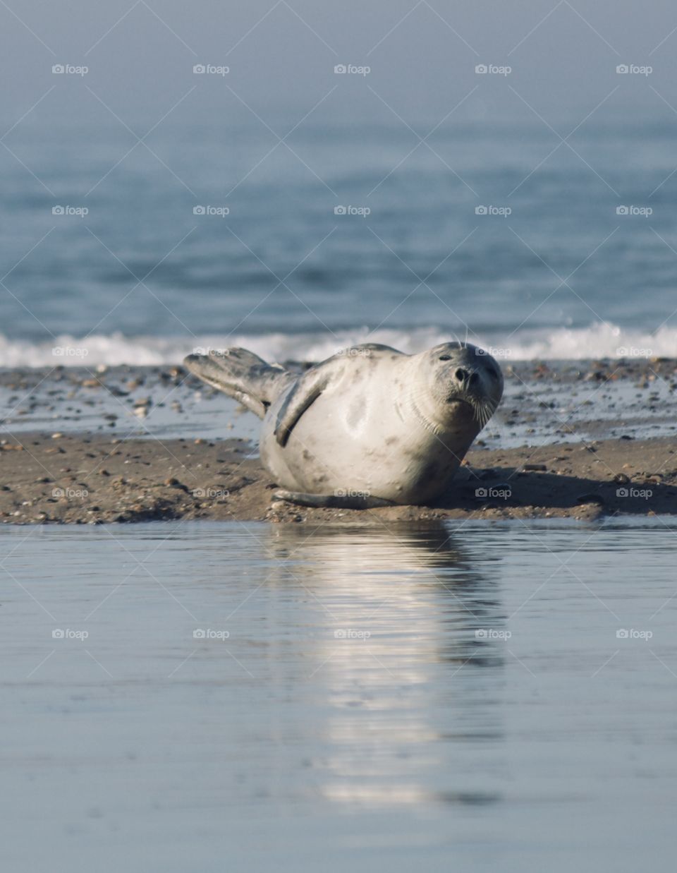 Cape Cod seal soaking up the sun