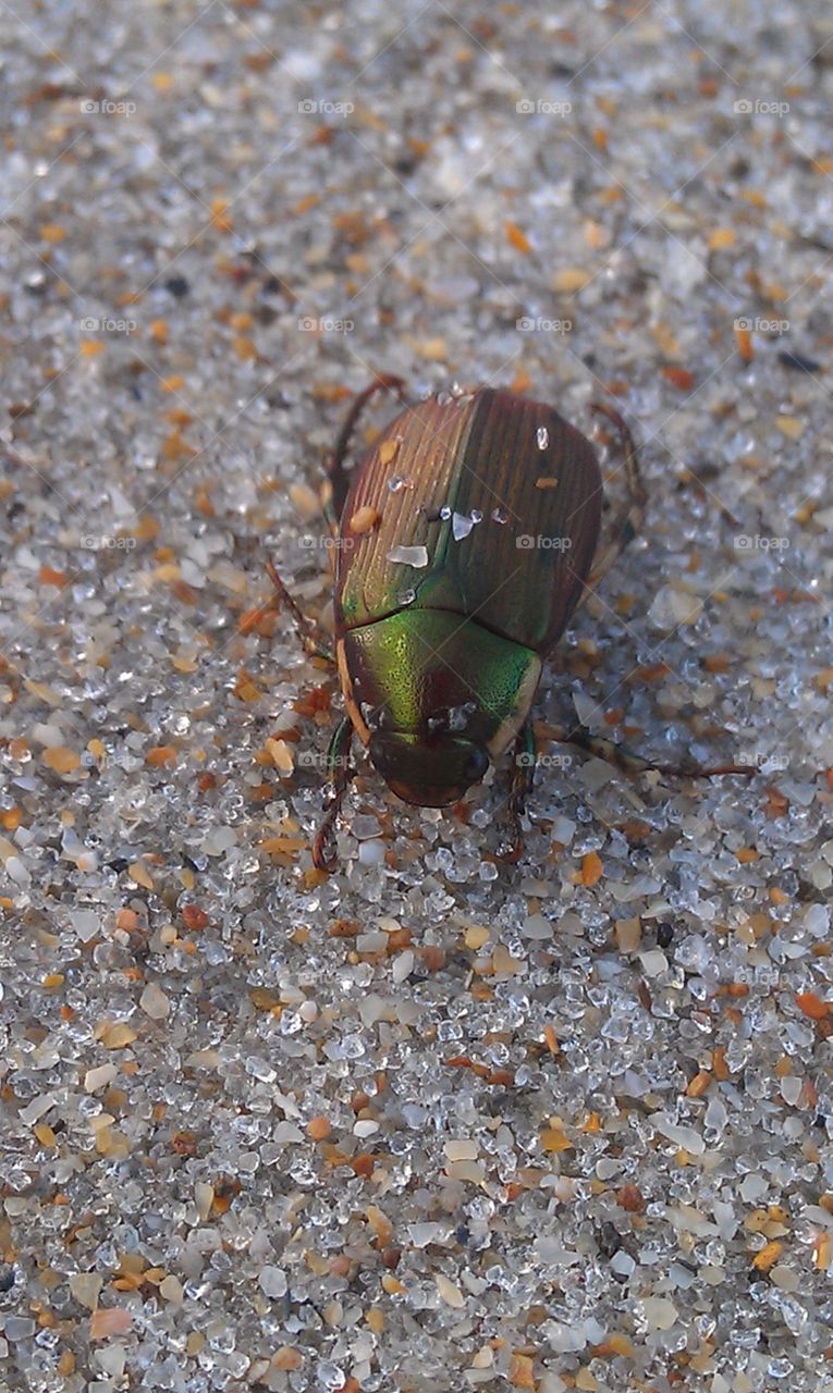 Beach Beetle. Green Beetle Beached