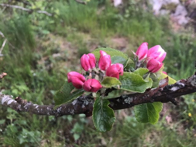 Apple blossom