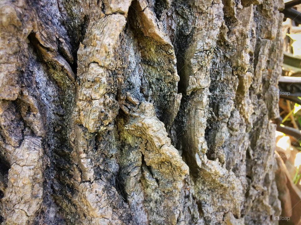 Tree bark textures