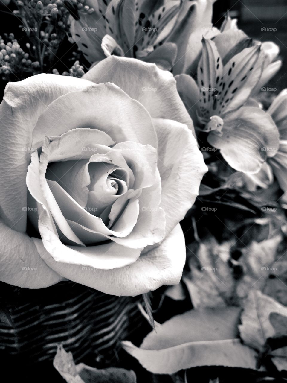 White Rose