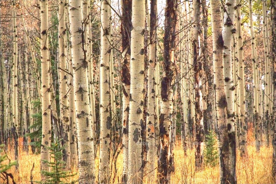 Aspens