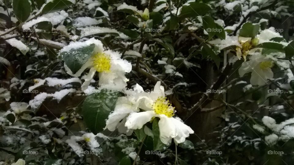 Snow on Camellias