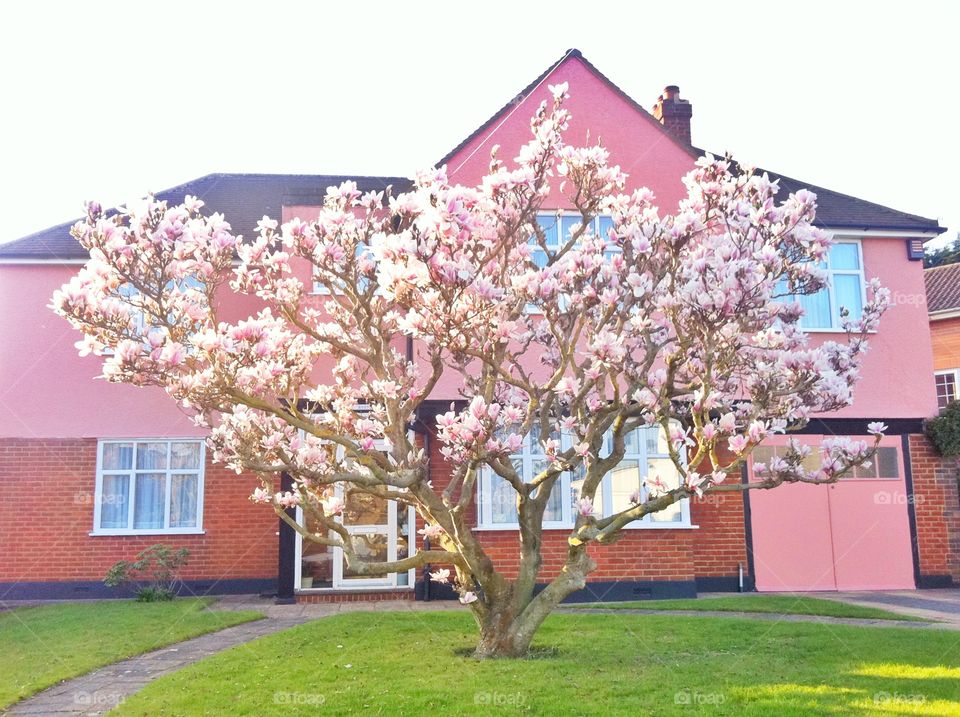 Pink magnolia flowers tree in spring season 
