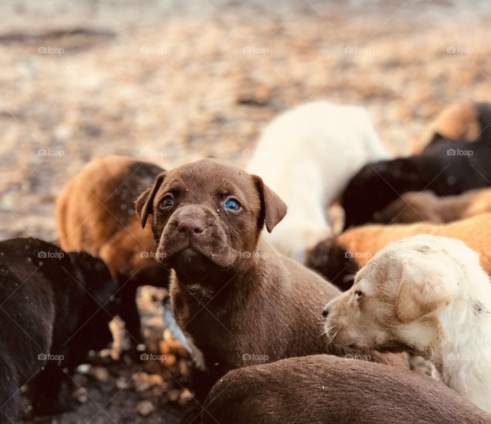 Chocolate puppy with beautiful blue eyes fighting gnats in the woods of South Georgia. 