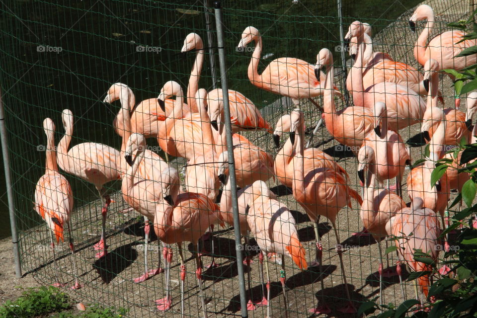 flamingos under arrest