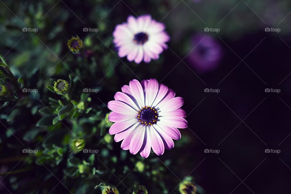 portrait of an african daisy