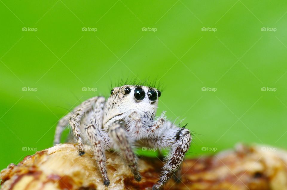 Macro shot of a jumping spider.