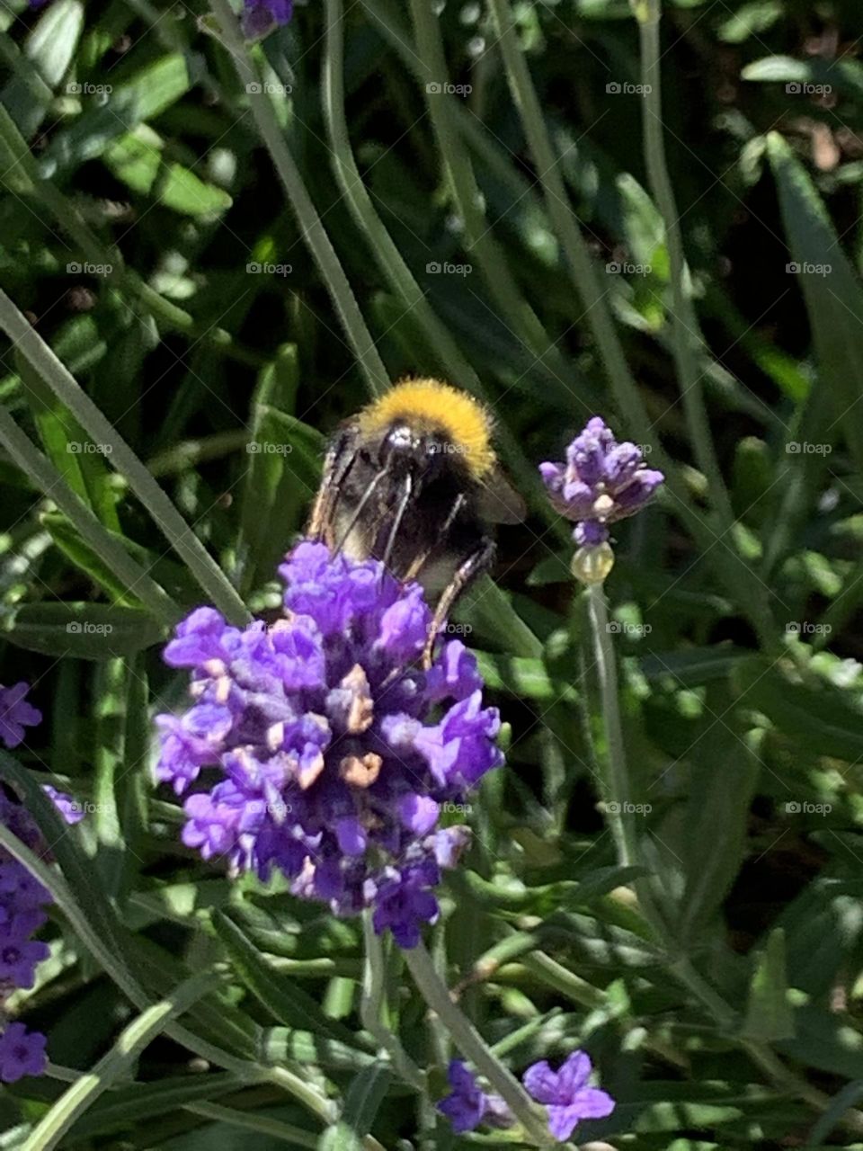 A Walk through Redburn Dene
