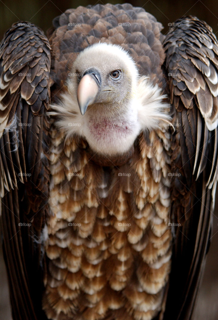 Portrait of vulture