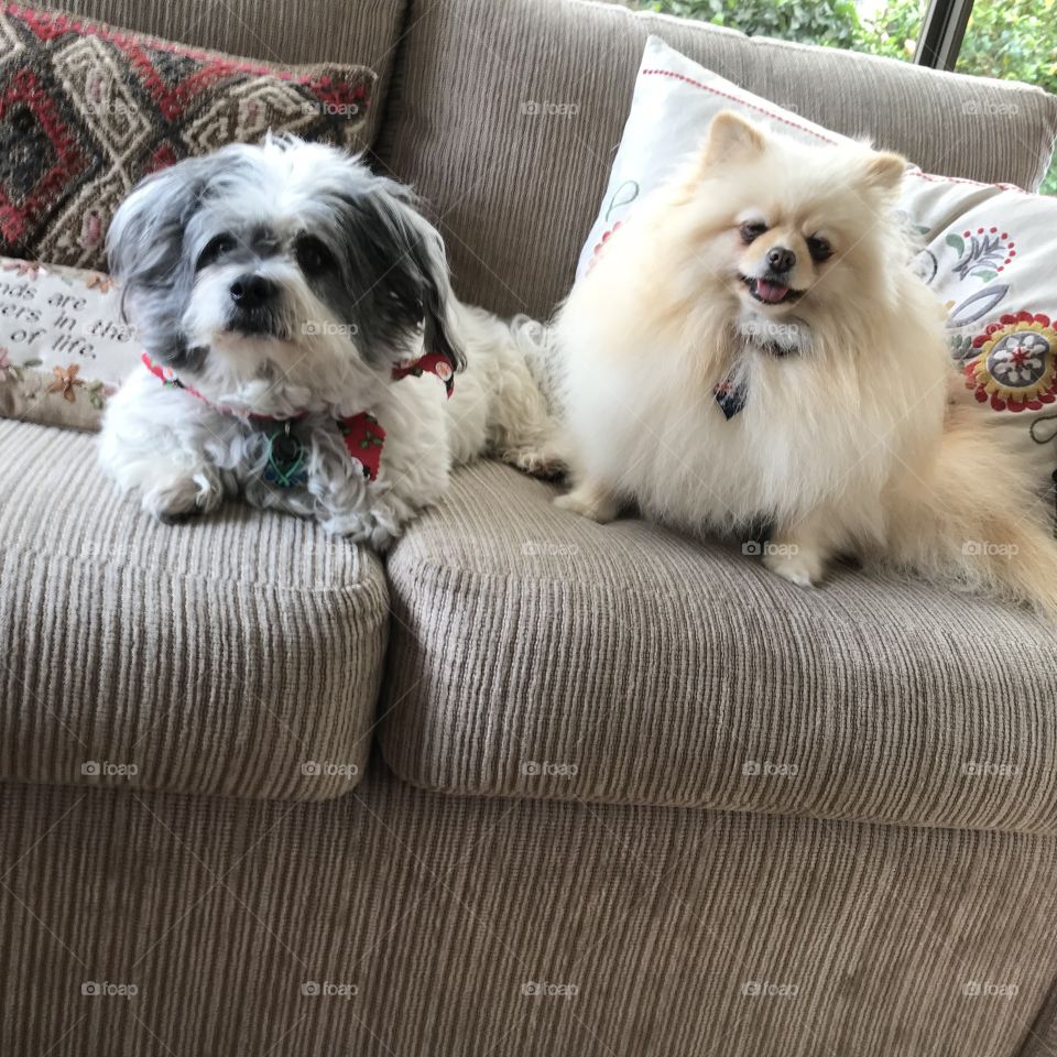 Happily together on the sofa- adorable pets at Christmas Party in Dingley Melbourne Australia 