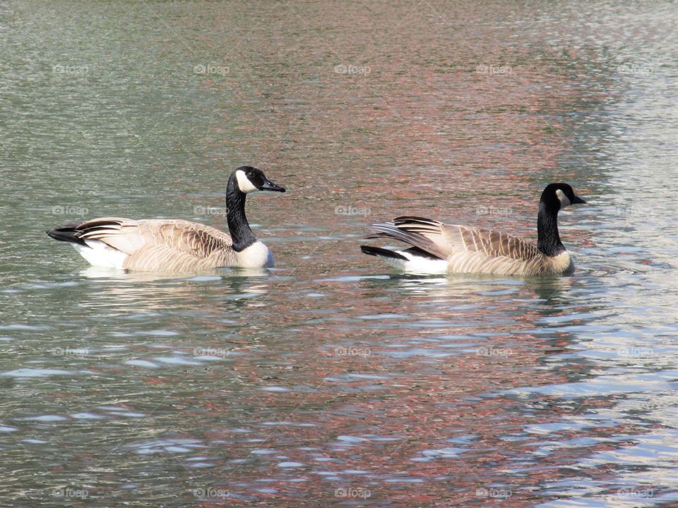 pair of geese