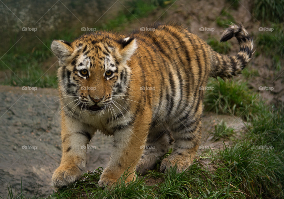 young tiger african cub by gaillewisbraznell