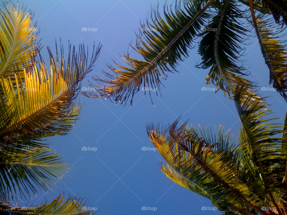 vacation usa florida palm tree by jmsilva59