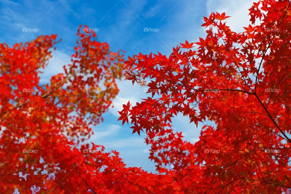 Beautiful red maple leaves