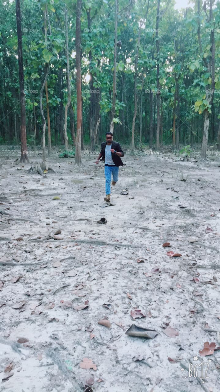 Wood, Landscape, Nature, Environment, Tree