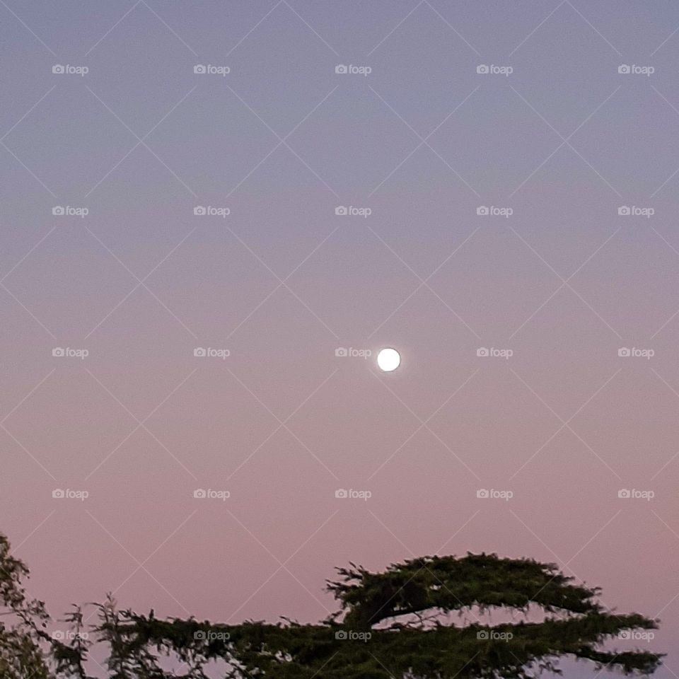 baridad , gato,  playa ,atardecer