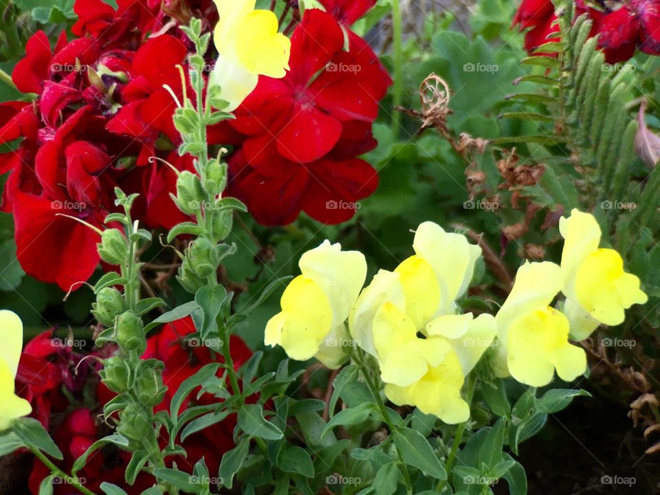 Colorful Flowers