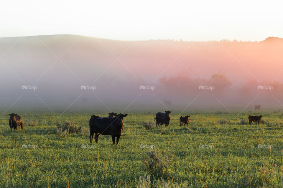 Cattle in rural Montana during a foggy sunrise at dawn. 