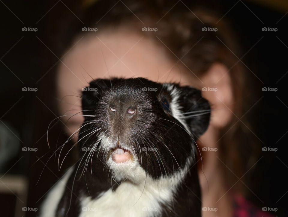 Guinea pig pet funny portrait and child