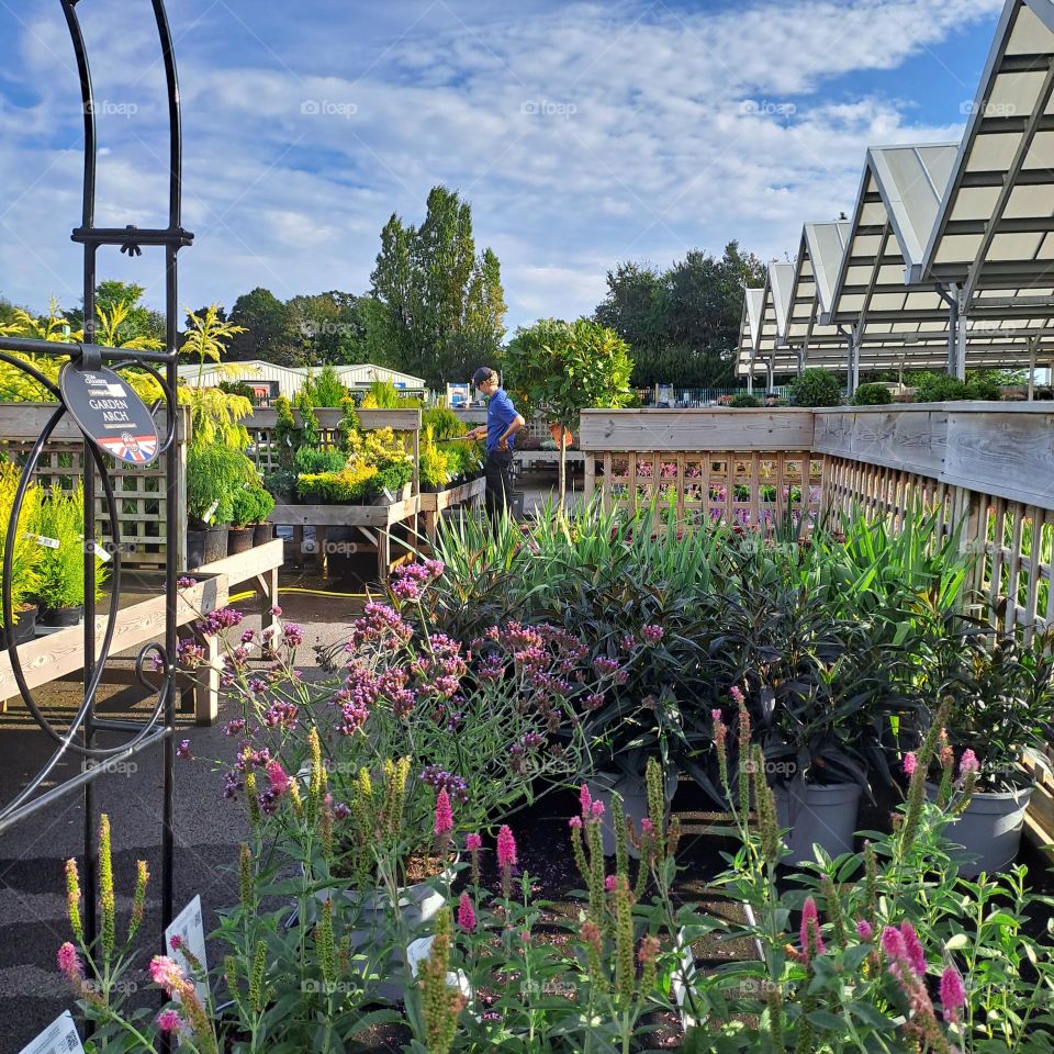 garden centre, summer day, worker watering plants