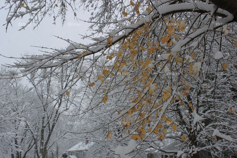 Snow and leaves